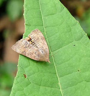 Hyblaeidae Family of moths