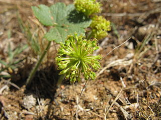 <i>Hydrocotyle laxiflora</i> Species of plant