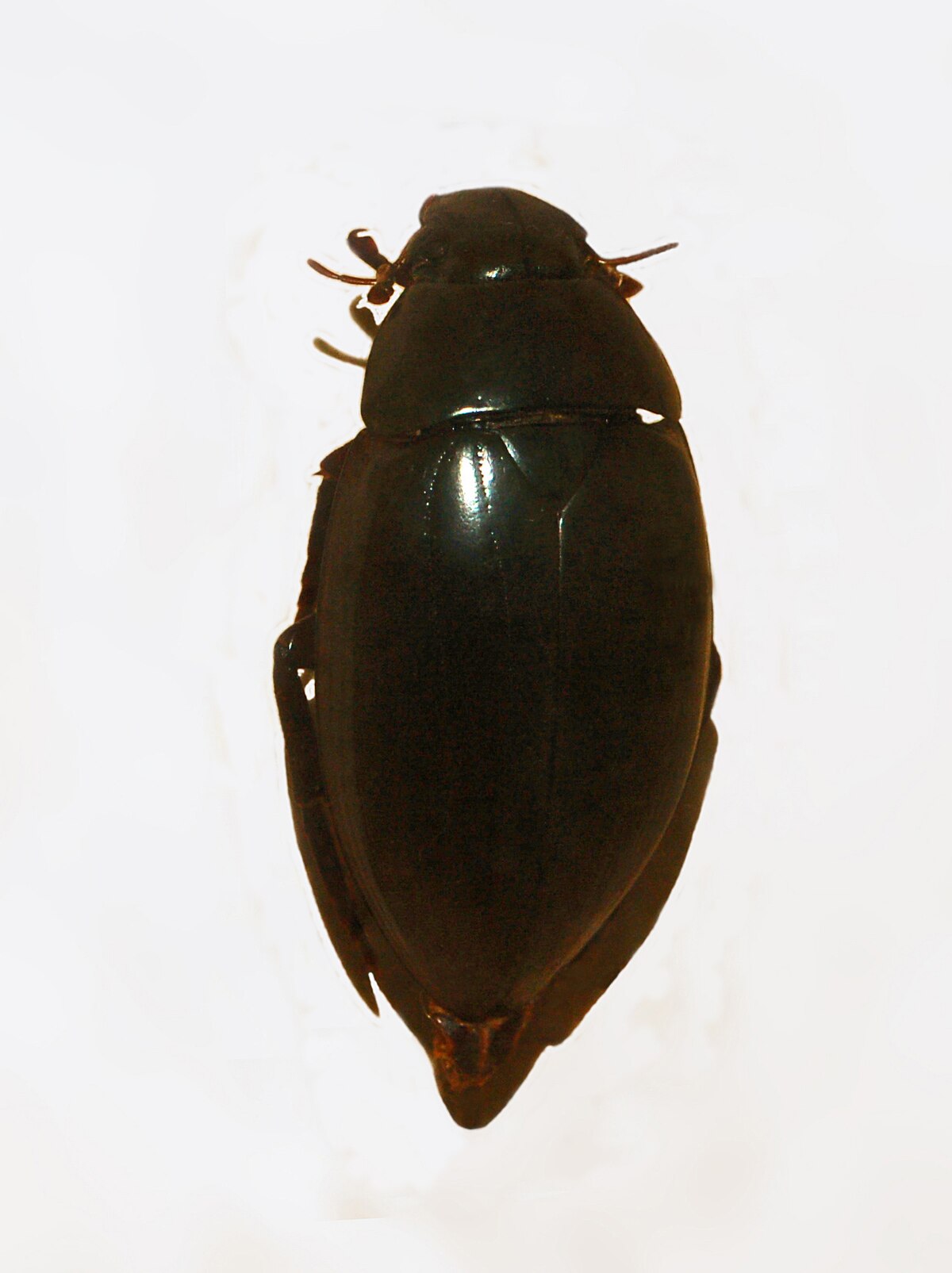 Hydrophilus