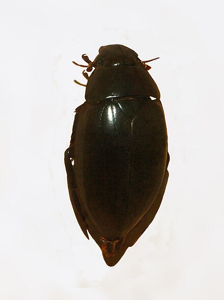 Водолюб большой. Hydrophilus. Hydrophilus piceus личинка. Hydrophilus flavipens. Neoclytus acuminatus.