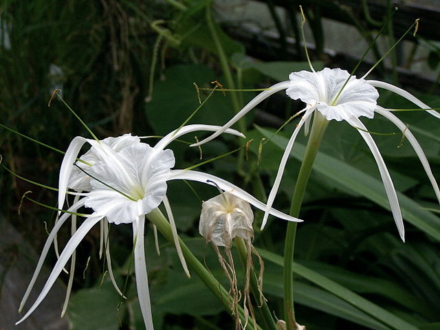 Цветок цветет стрелой. Гименокаллис литторалис. Гименокаллис Карибский. Цветок Гименокаллис. Лилия Гименокаллис.