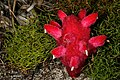 Hyobanche sanguinea (Orobanchaceae)