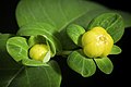 Hypericum androsaemum