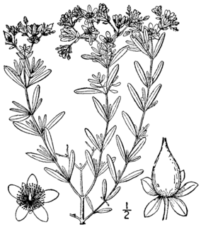 <i>Hypericum densiflorum</i> Species of flowering plant in the St Johns wort family Hypericaceae