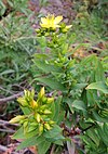 Hypericum reflexum kz1.JPG