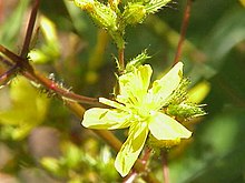 Hypericum tomentosum1.jpg