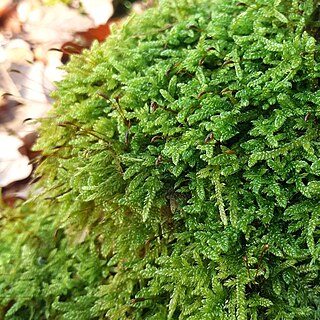 <i>Hypnum</i> Genus of mosses