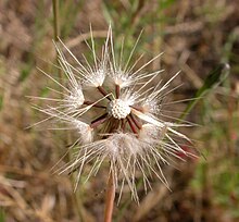 Hypochoeris glabra meyveleri 2003-05-19.jpg