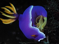 Hypselodoris apolegma