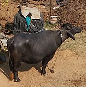 Bufflonne dans un village, 2019.