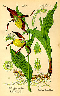 Illustration_Cypripedium_calceolus0.jpg