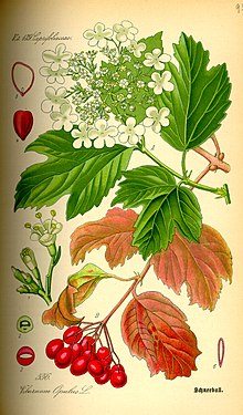 Viburnum opulus Illustration Viburnum opulus0.jpg