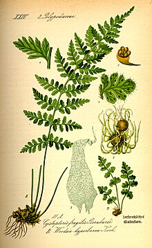 Сурет Woodsia alpina0.jpg