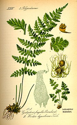 Tunturikiviyrtti (Woodsia alpina)