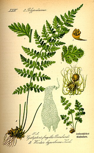 <i>Woodsia</i> Genus of ferns