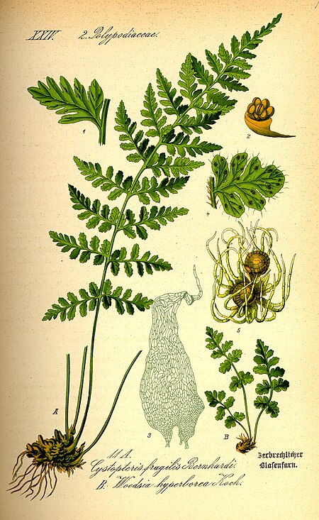 Woodsia alpina x ilvensis