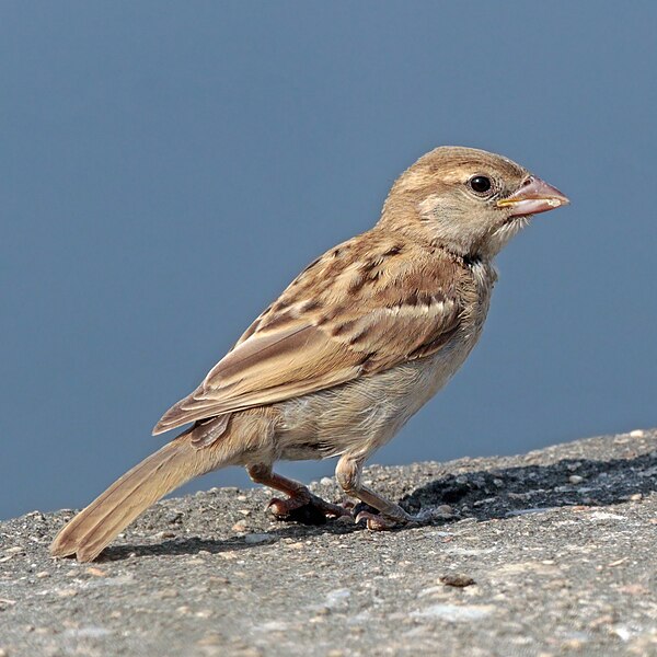File:Indian sparrow (Passer domesticus indicus) immature Udaipur.jpg