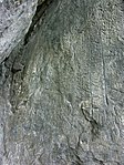 Cutting yoke inscriptions / rock inscriptions Wildalm