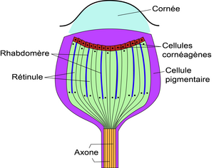 Insecte ocelle diagram.png