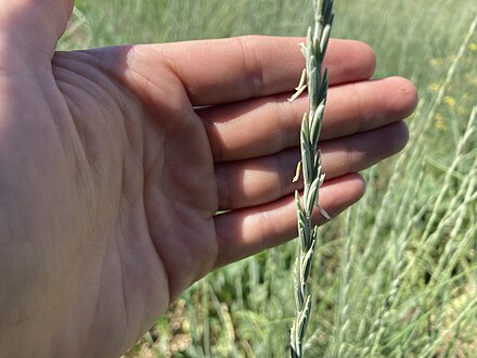 Intermediate wheatgrass flowering.jpg