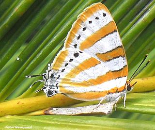 <i>Iolaus nasisii</i> Species of butterfly