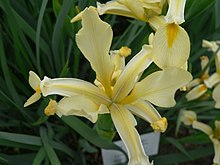 Yellow-banded Iris, Iris orientalis Iris orientalis 2007-05-13 356.jpg