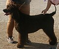 Irish Water Spaniel