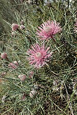 Thumbnail for Isopogon divergens