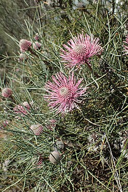 Isopogon divergens flowers.jpg