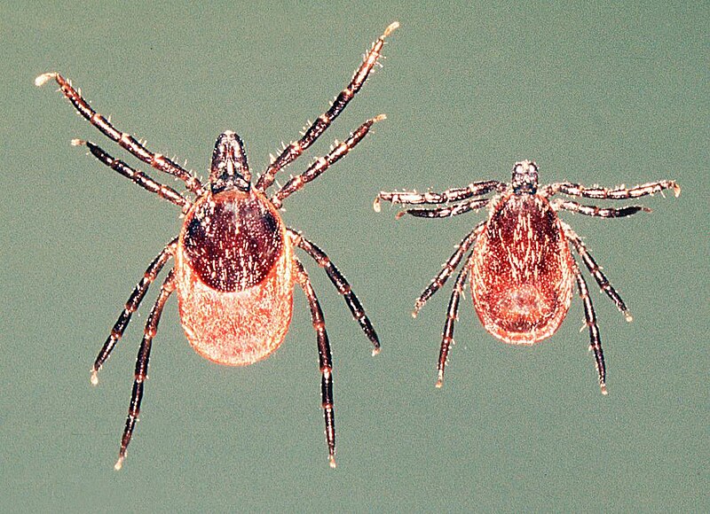 File:Ixodes-ricinus-female-male.jpg