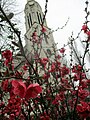 Japanska kutina (Chaenomeles japonica)