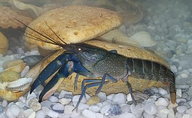 Cherax