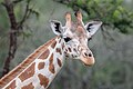 * Nomination Northern giraffe (Giraffa camelopardalis), Lake Mburo National Park, Uganda --Poco a poco 15:42, 22 May 2024 (UTC) * Promotion  Support Good quality. --Plozessor 03:48, 23 May 2024 (UTC)