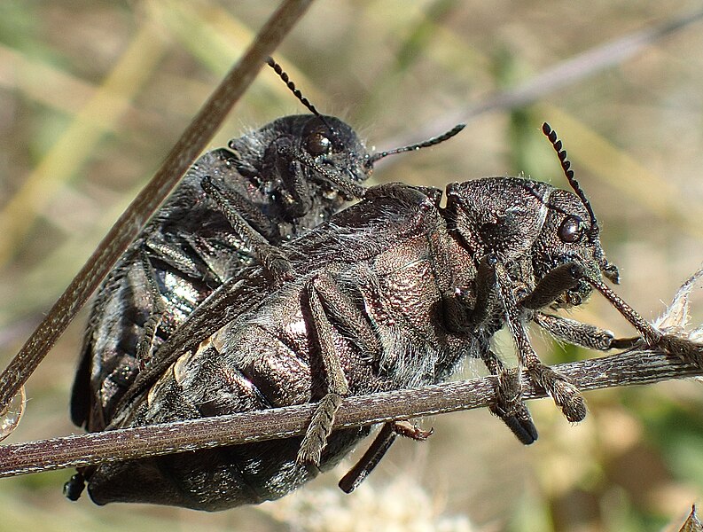 File:Julodis pubescens couple.jpg