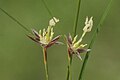 Juncus monanthos