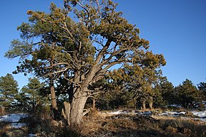 Description de l'image Juniperus deppeana StrawberryAZ.jpg.