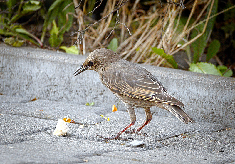 File:Juvenile starling (18955712613).jpg