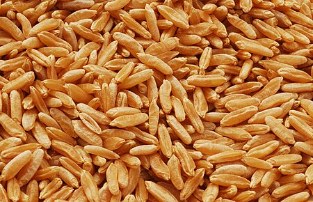 Tập_tin:Kamut_grain.jpg