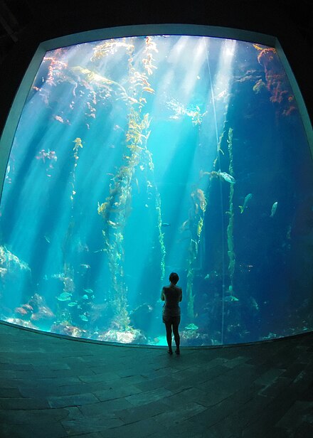 Kelp Forests, National Museum of Marine Biology and Aquarium