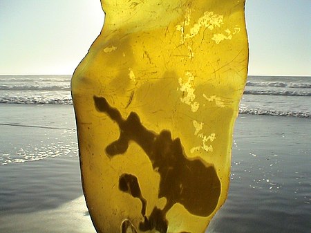 Kelp in Neskowin.jpg