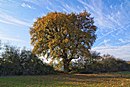 Thick oak (Celtic oak)