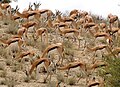 Skoczniki Antylopie w Parku Narodowym Kgalagadi