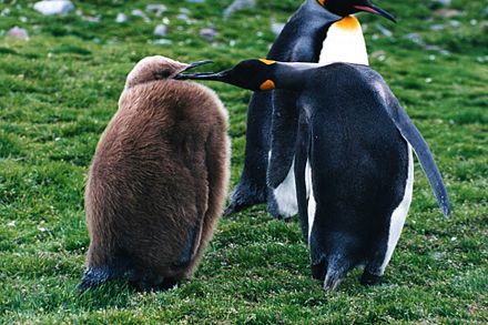 King penguin and a chick