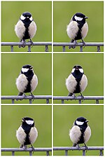 The symbol preferences of male and female great tits with different