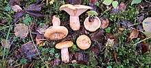 Kollariisikas Lactarius scrobiculatus