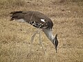 Ngorongoro, Tanzania