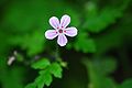 Geranium robertianum