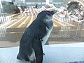 京都水族館 (50)