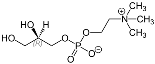 <span class="mw-page-title-main">Glycerophosphorylcholine</span> Chemical compound