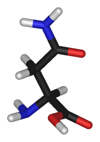 File:L-asparagine-3D-sticks.png